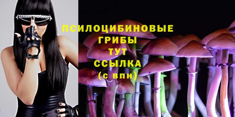 купить наркотики сайты  Мытищи  Галлюциногенные грибы Psilocybe 